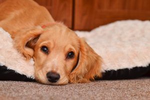 La leptospirose du chien