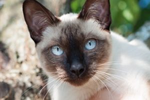 Le chat Siamois, un bel exemple de l'élégance féline