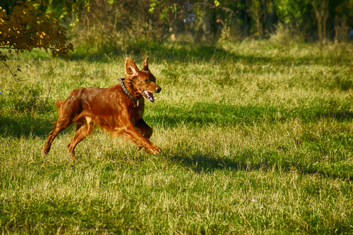 un chien qui court dans un parc
