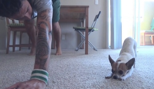 Un homem fait du yoga et son chihuahua l'imite