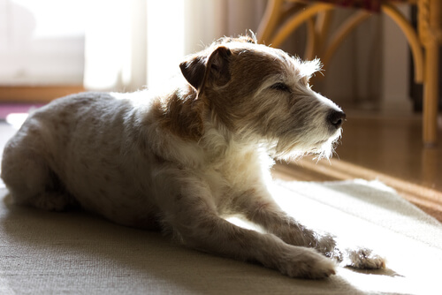 un petit chien allongé au calme