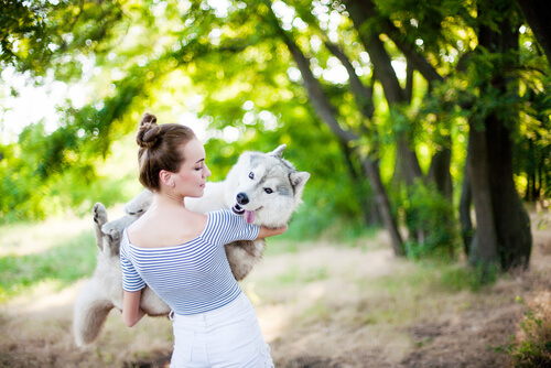 Un husky est dans les bras d'une jeune femme