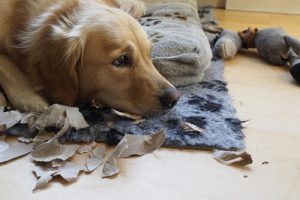 Petites astuces afin d'habituer votre chien à rester seul