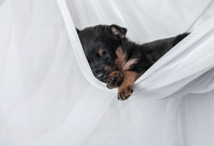 Pourquoi les chiens dorment-ils autant?