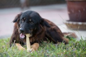 Quels os donner à votre chien ?