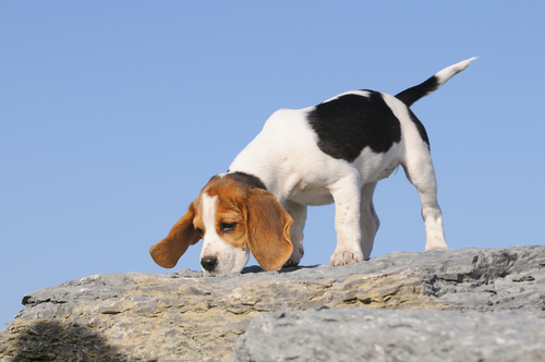 un chien renifle le sol