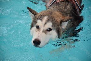 Techniques de relaxation pour votre chien