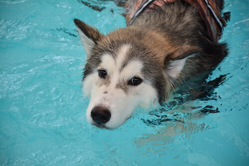 Techniques de relaxation pour votre chien - Mes Animaux Techniques de relaxation pour votre chien - Mes Animaux