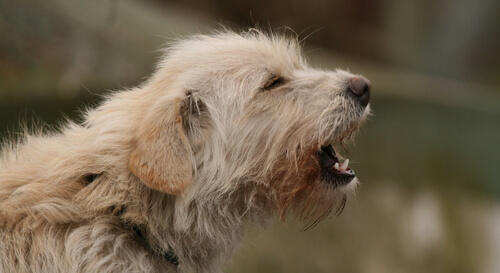 gros plan sur un chien qui aboie