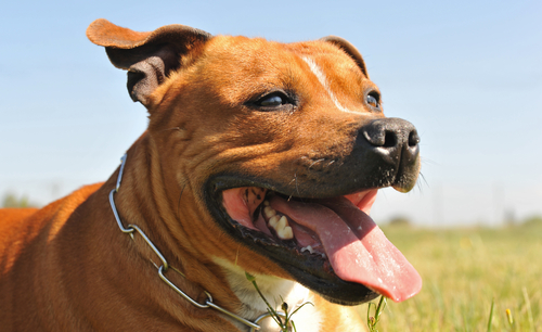 un chien non reconnu par la FCI
