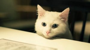 Les animaux de compagnie idéaux en appartement