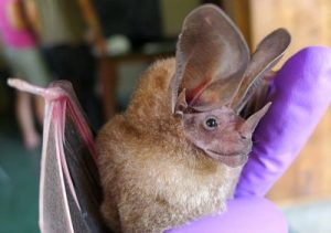 Les animaux les plus bizarres au monde