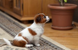 Les animaux de compagnie et les appartements en location