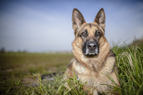 Un berger allemand allongé dans l'herbe