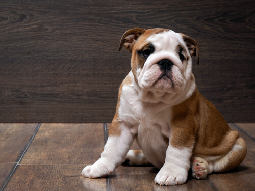 Les Races De Chiens à La Queue Courte Mes Animaux