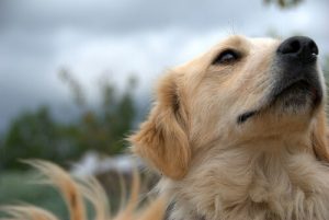 Comment brosser le pelage d'un chien ?
