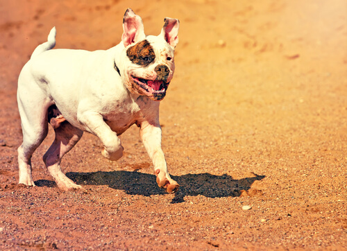 un chien court
