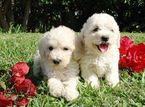 deux caniches dans un jardin