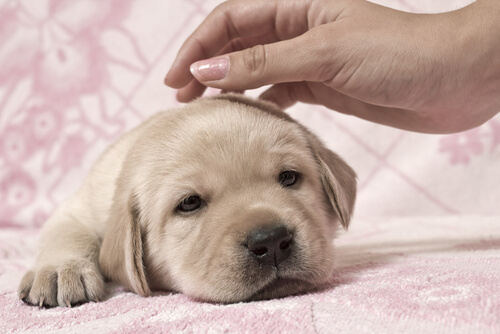 une femme caresse un chiot pour le calmer