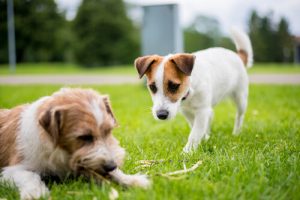 Comment maîtriser la jalousie entre vos animaux ?