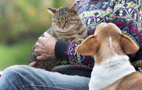 un chien jaloux d'un chat dans les bras d'une femme