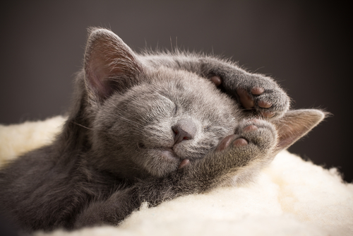 un chaton bleu russe
