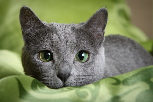 Le chat bleu russe Le chat bleu russe