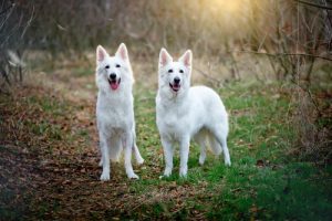 Pourquoi une chienne monte une autre chienne ?