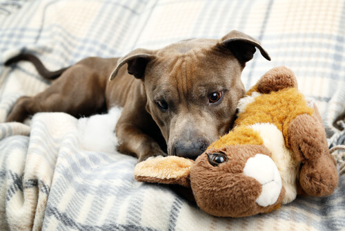 un jeune chien joue avec une peluche