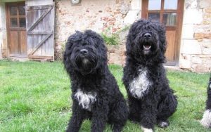 Les races de chiens d'eau