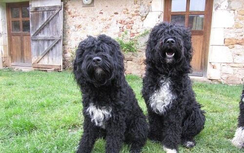 chiens d'eau côte à côte