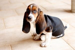 Races de chiens à grandes oreilles