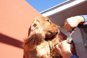 Quelques conseils pour bien choisir un toiletteur canin