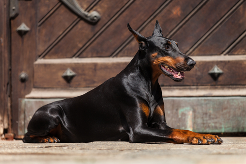 un Doberman allongé dehors