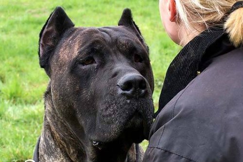 Un dogue des Canaries noir bringé