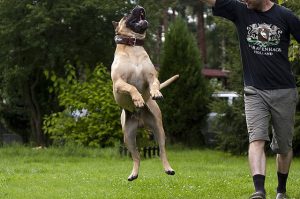 Le Dogue des Canaries, un chien original