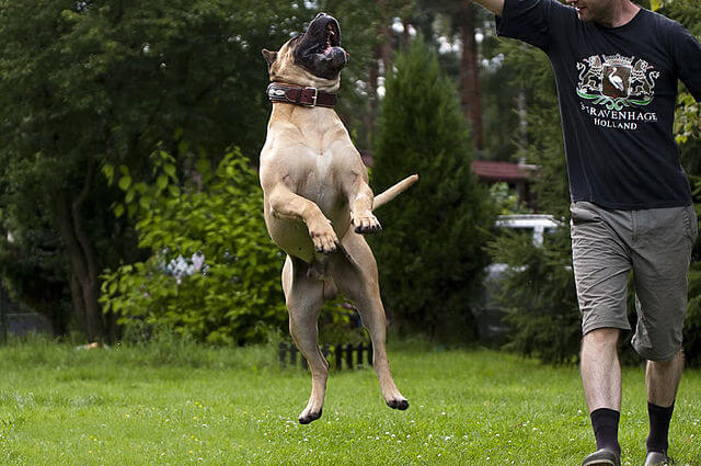 Le Dogue des Canaries, un chien original Le Dogue des Canaries, un chien original