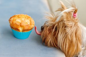 Recettes de gâteaux faits-maison pour les chiens