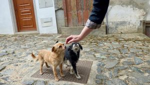 6 conseils pour gagner la confiance de votre chien