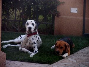 L'importance de garder une maison sans puces