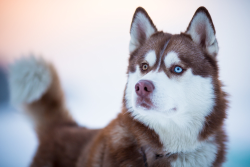 Les Races De Chiens Aux Yeux Bleus Mes Animaux