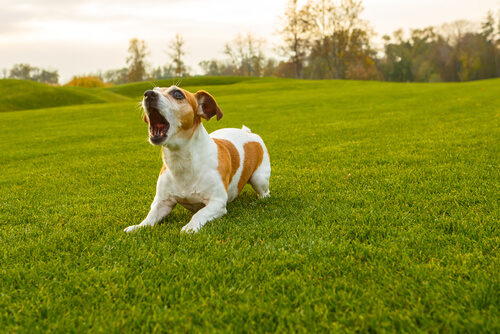 chien couché dans l'herbe qui aboie
