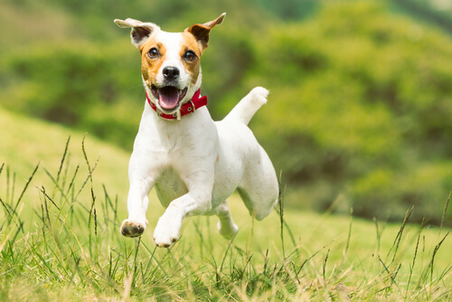 jack russel qui saute dans une prairie