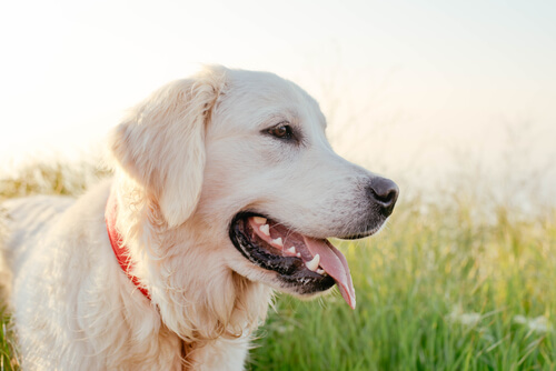 Un labrador dans un parc
