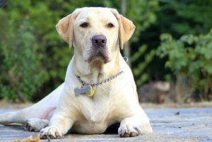 Changements dans le caractère d’un chien stérilisé