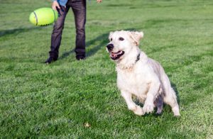 Découvrez pourquoi le chien est le meilleur ami de l'homme