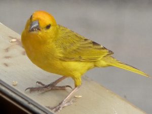 Comment connaître le sexe d’un oiseau ?