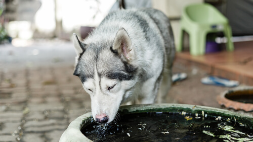 un husky boit dans un bassin