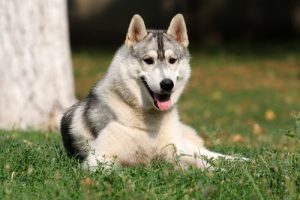 Les chiens ont-ils une intelligence émotionnelle ?