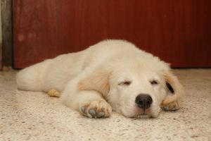 De quoi rêvent les chiens ? Faut-il les réveiller ?